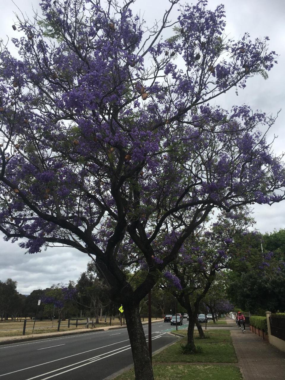 Adelaide Style Accommodation-Getaway In North Adelaide- Close To City Экстерьер фото